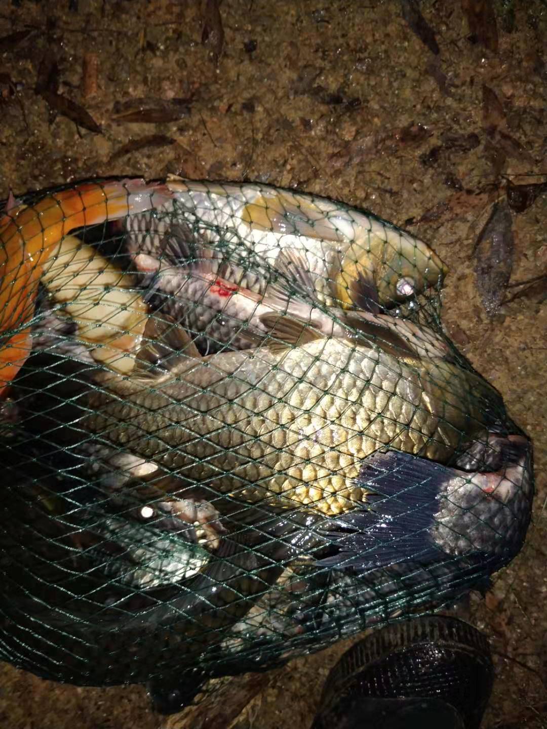 500g大鲫大鲤钓鱼添加剂,钓鱼小药添加剂一瓶搞定价格表