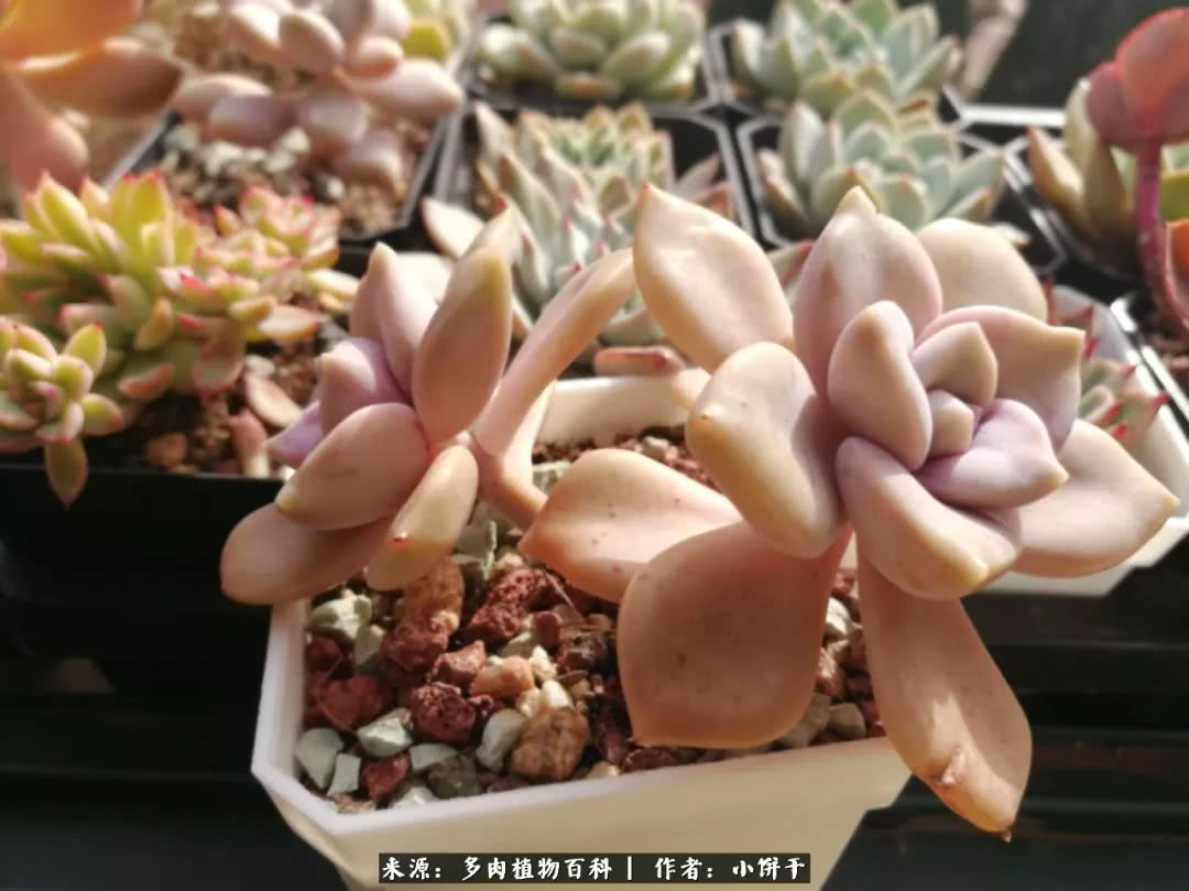 无肉不欢的肉瘾少女，日日沉迷于美色无法自拔！