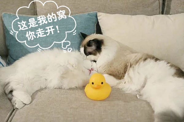 猫抑郁了该怎么治,猫抑郁的最佳治疗方法