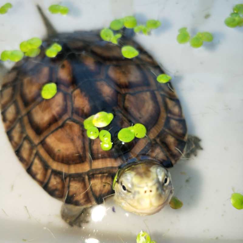 新手养龟自制龟缸,推荐新手龟