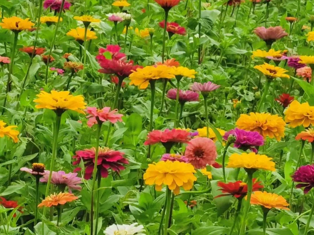 世纪公园拍照馆,世纪公园拍照出片的地方