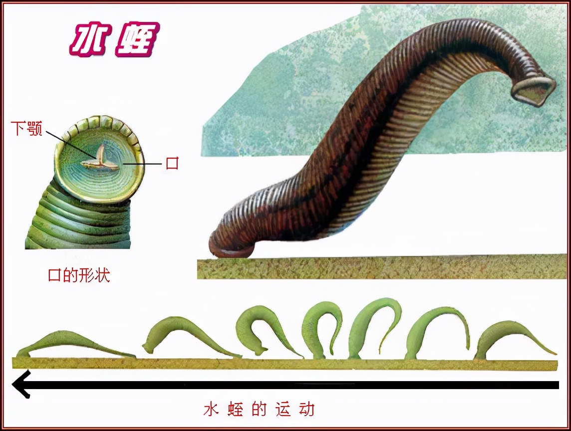 蚂蟥吃进肚子会繁殖吗,蚂蟥吃进胃里的后果