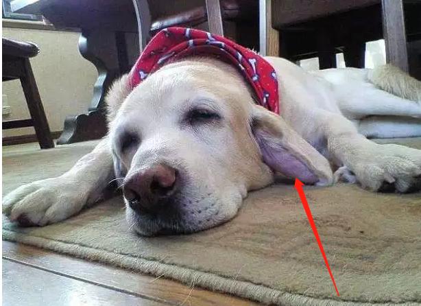 狗耳血肿在家治疗方法,狗耳血肿