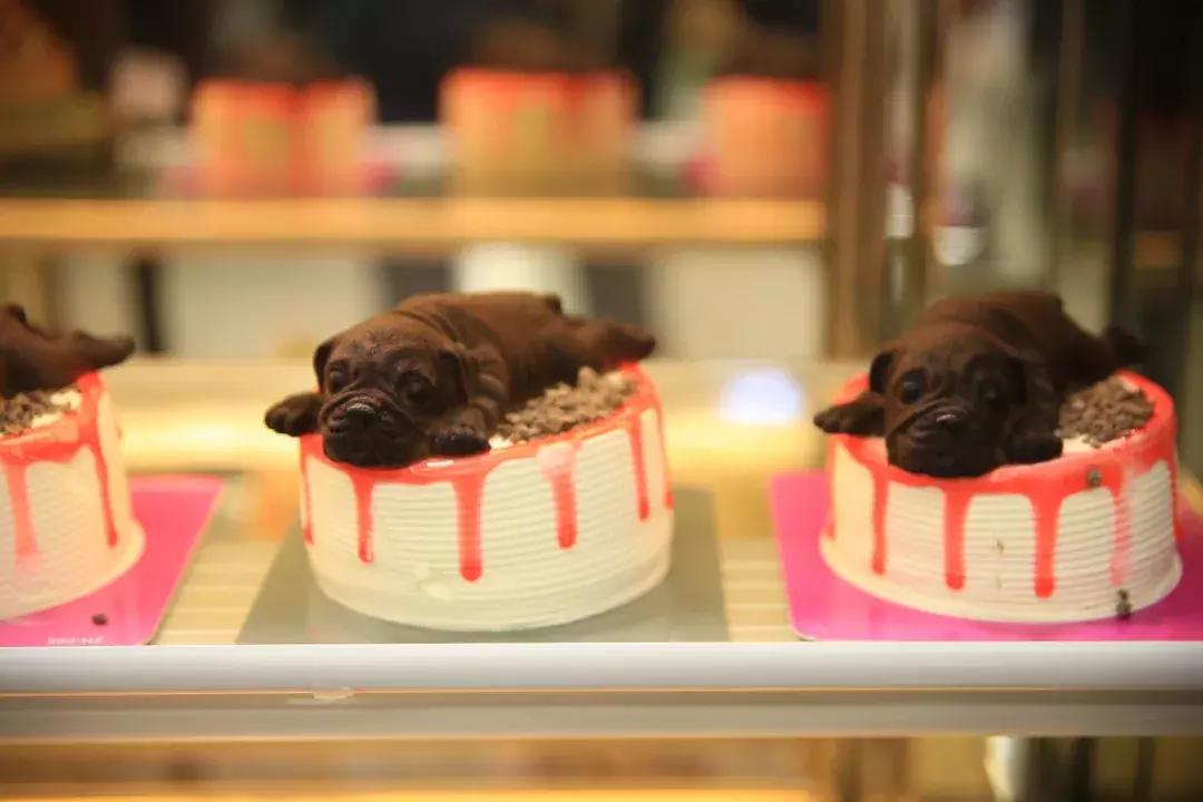 信阳西亚都有哪些门店,信阳西亚有多少门店