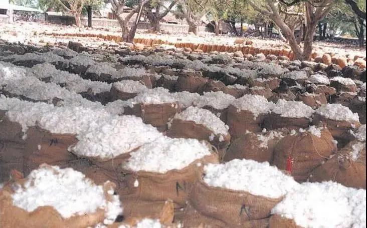 转基因调查纪录片,转基因农作物深度研究报告