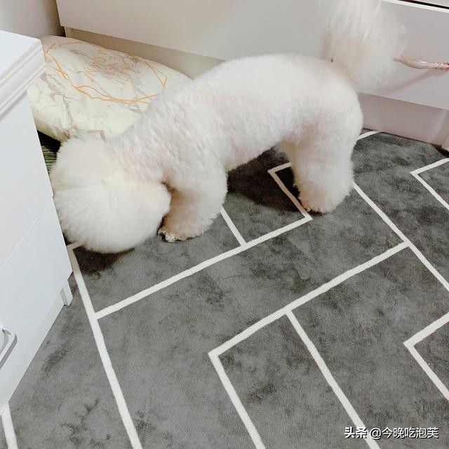 狗狗吃太咸会咳嗽吗,狗狗吃太咸了怎么解决