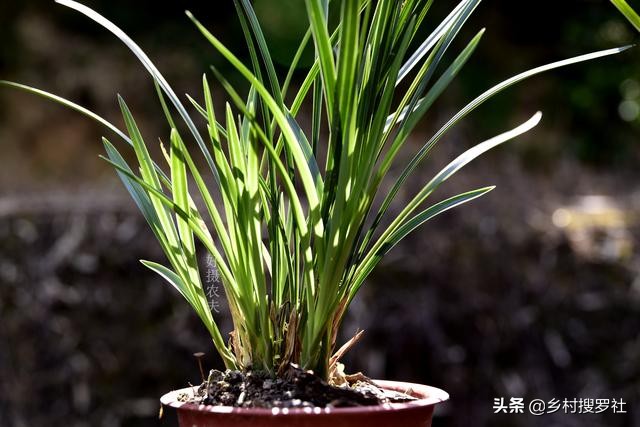 养好兰花注意这几点,养好兰花诀窍