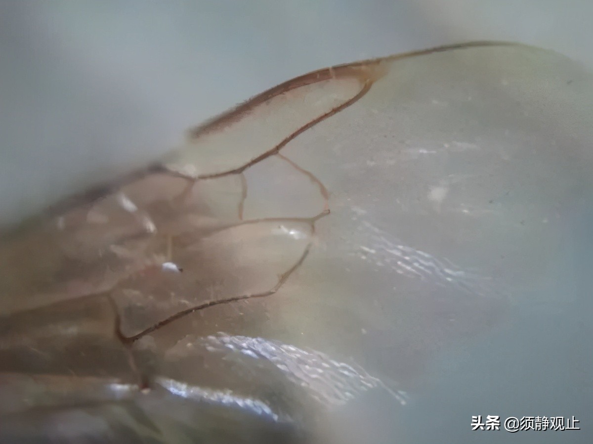 购买翡翠时这三种翡翠要谨慎入手,翡翠不会买五个字教你挑到好翡翠