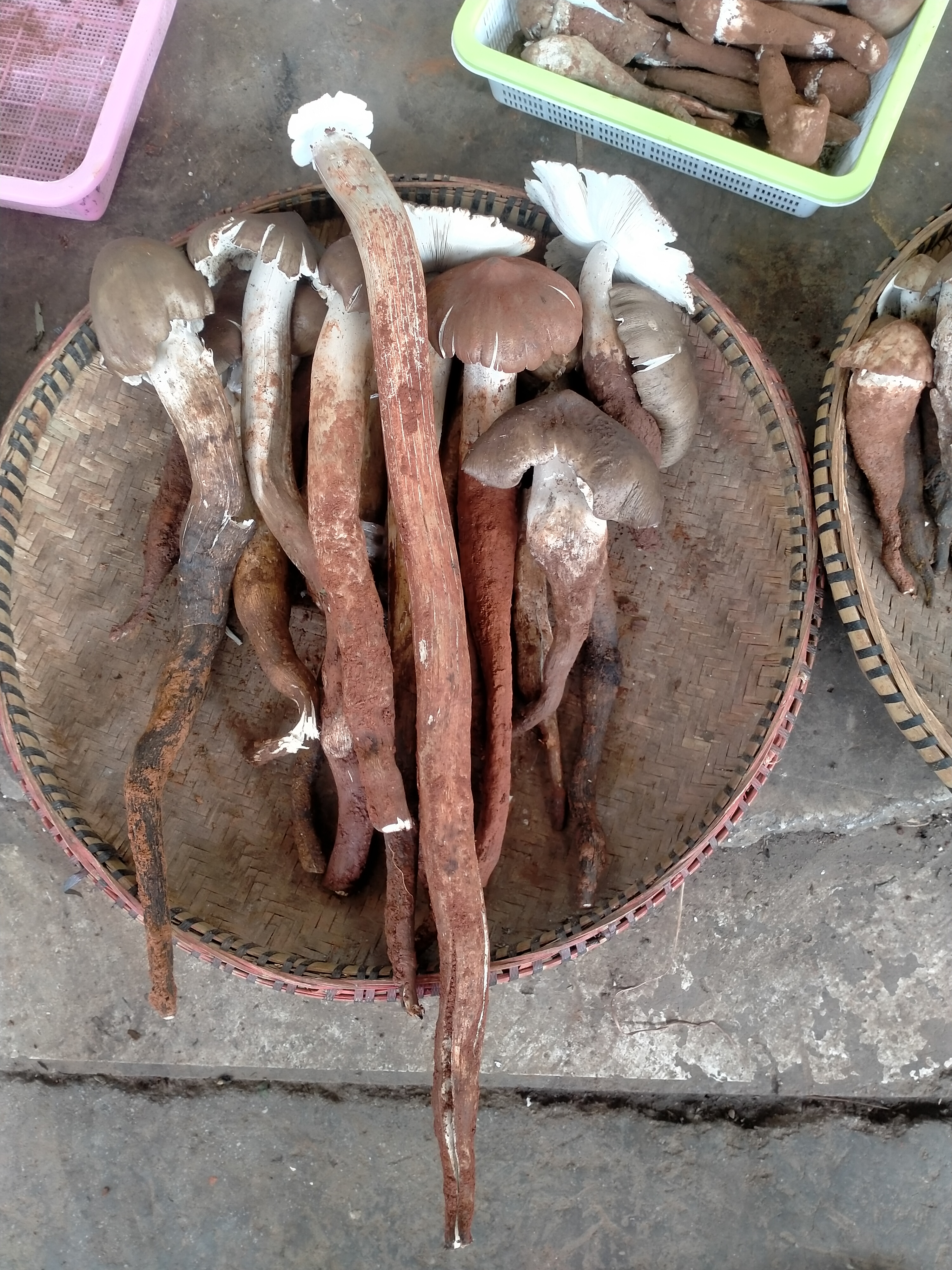 昆明木水花野生菌今天的行情视频 (云南昆明木水花野菌市场)