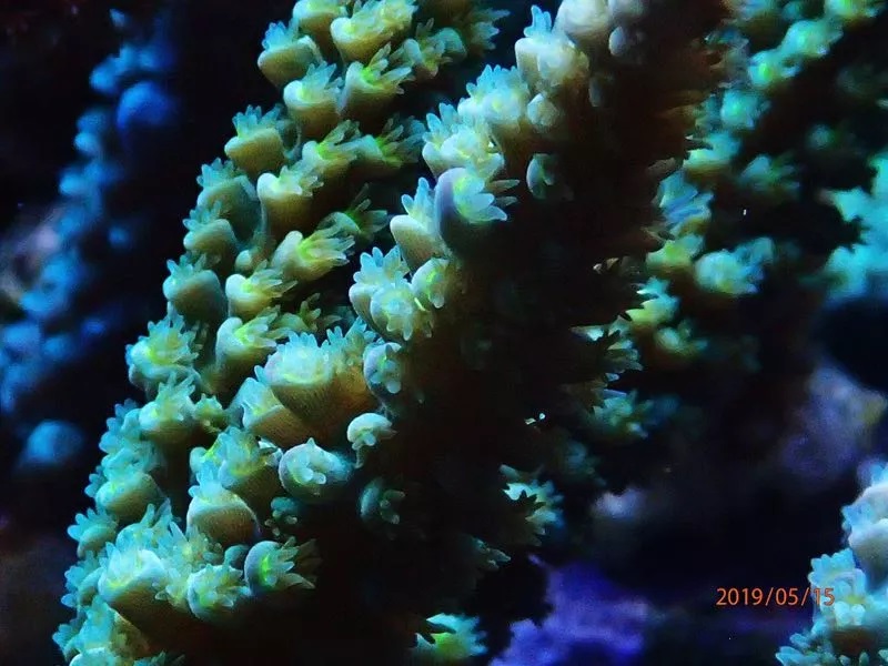 海水鱼缸如何降氨氮最好,海水鱼缸怎么区别营养盐高低