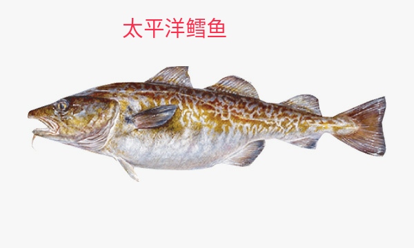 买到了假鳕鱼应该怎么办,鳕鱼真假分不清别慌看完这篇秒懂