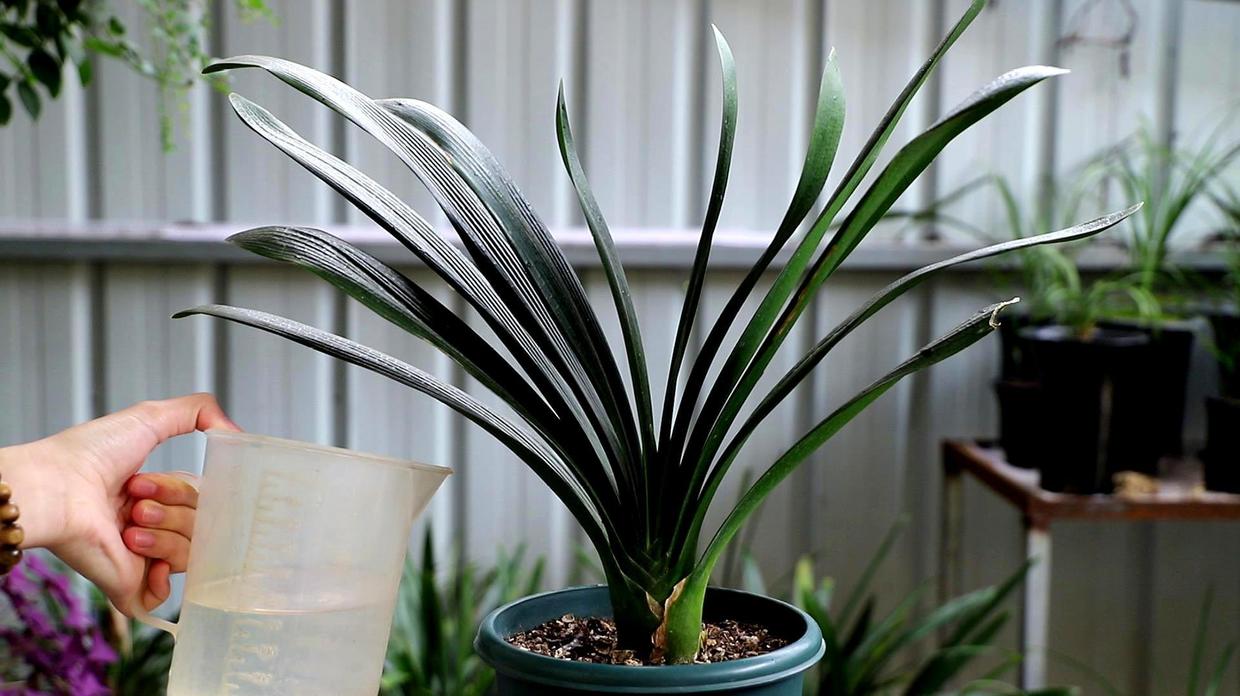 养花必须用的营养液,养花要用的营养液