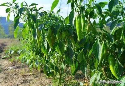 蔬菜不打农药怎么消除虫,蔬菜长虫用什么药最好