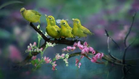 养绣眼技术大全,养绣眼的十大技巧