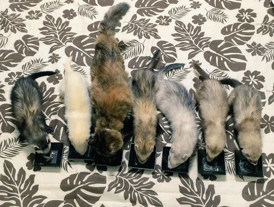 被收养的小猫后续,被收养六只小猫