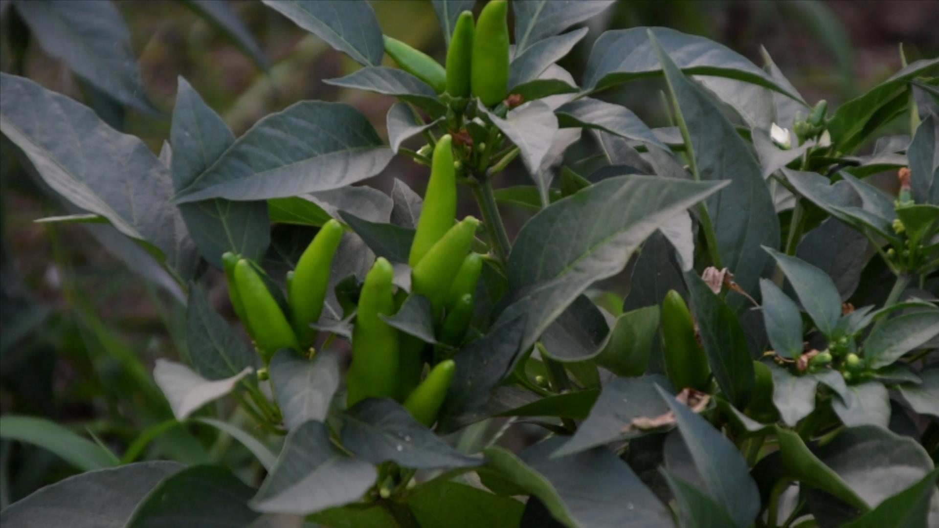 蔬菜种植容易遇到的问题,菜园种菜容易生病怎么治