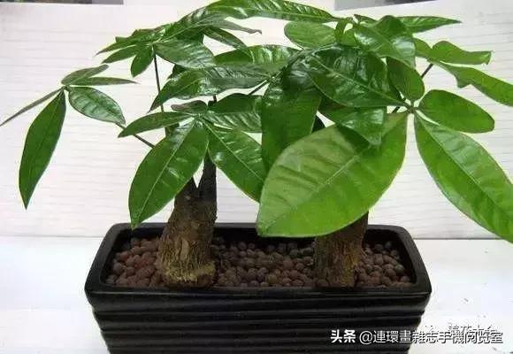 100种常见花卉植物图谱,100种花卉素描图谱