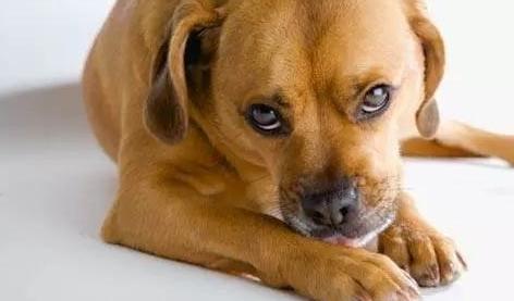 狗狗舔这5个位置，有重要事告诉你，不能忽视了