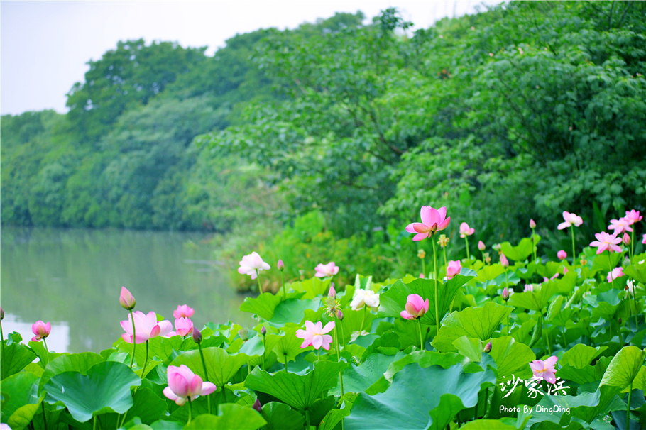 常熟哪里有荷花,江苏常熟荷花景区