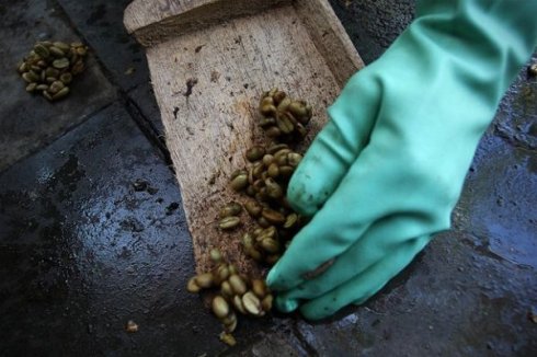 雀巢咖啡猫屎咖啡蓝山咖啡哪个好,为什么猫屎咖啡是世上最贵的