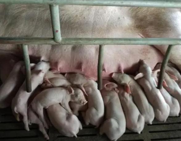 母猪奶水少给什么母猪吃,怎么解决母猪奶水少的问题