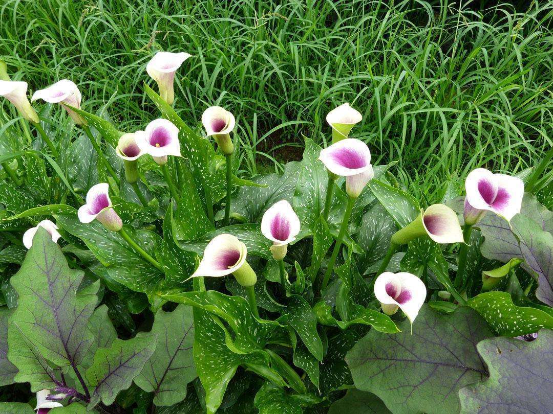 马蹄莲冬天最低温度几度,彩色马蹄莲冬季怎么养护