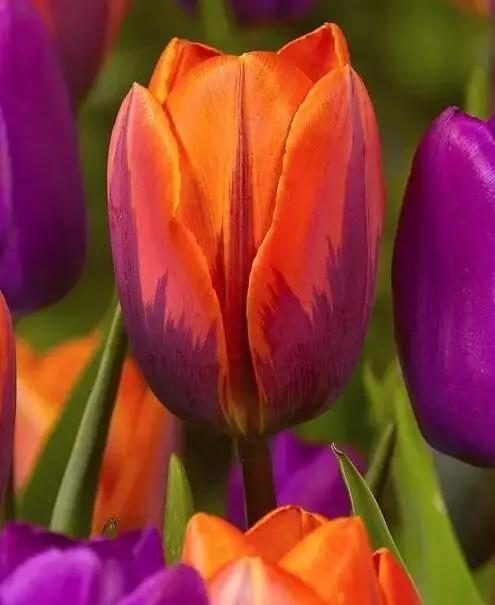 十大名贵花卉图片大全,十大名贵花卉家庭盆栽易养活的花