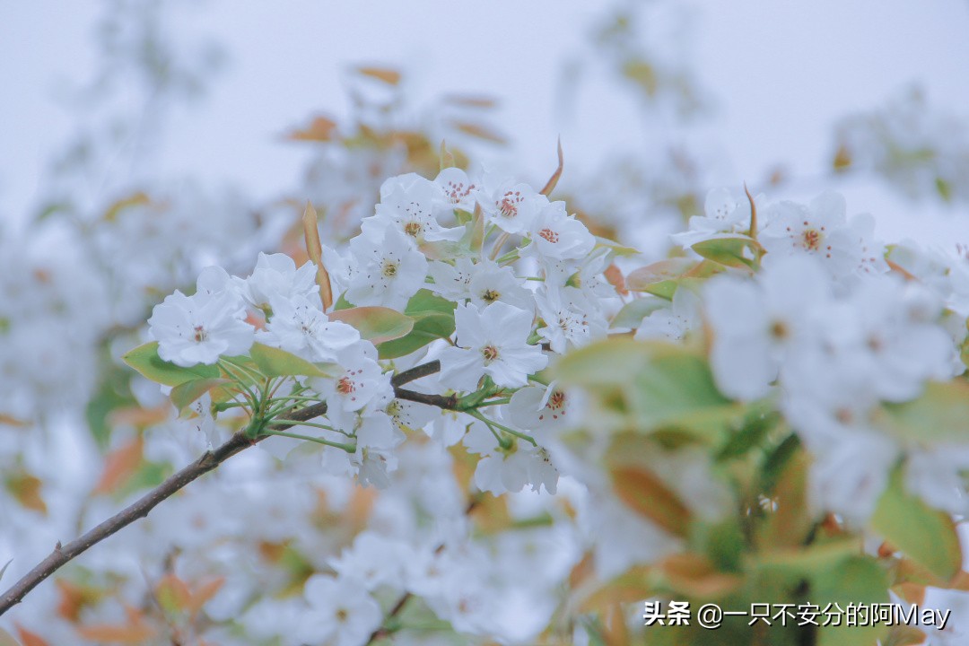 汉中洋县油菜花旅游地点推荐,汉中看油菜花是去洋县还是西乡