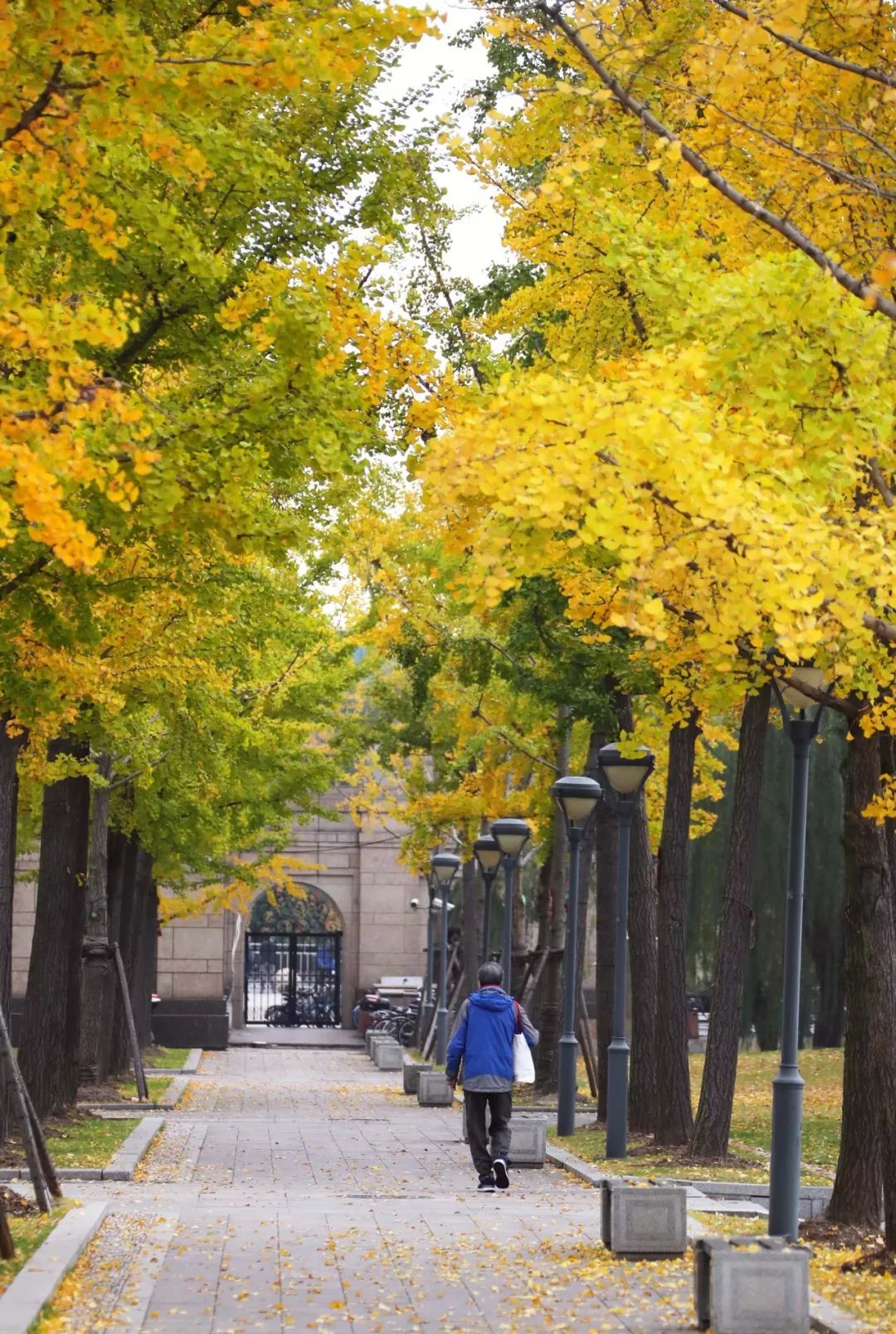 上海银杏叶打卡的地方,上海周边哪里有银杏叶