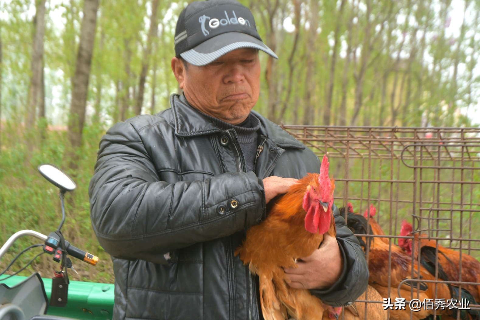 农村大叔养鸡150元一斤,农村大叔卖60元一斤