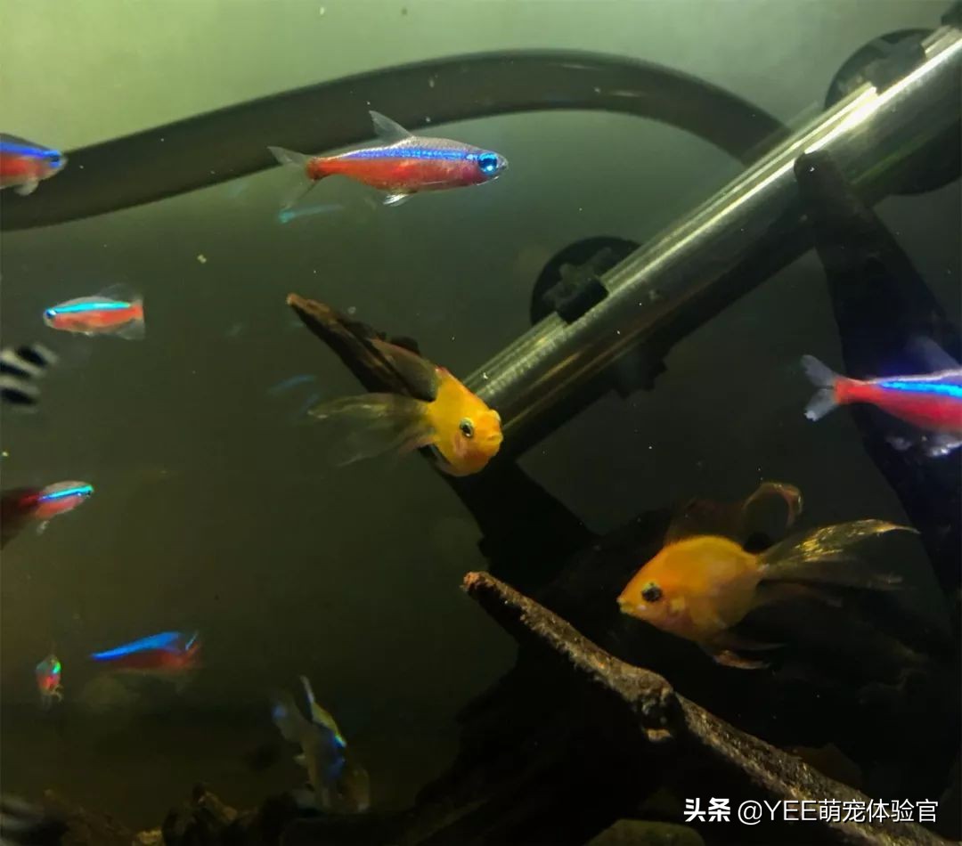 养鱼硝化细菌的正确使用方法,养鱼必备硝化细菌