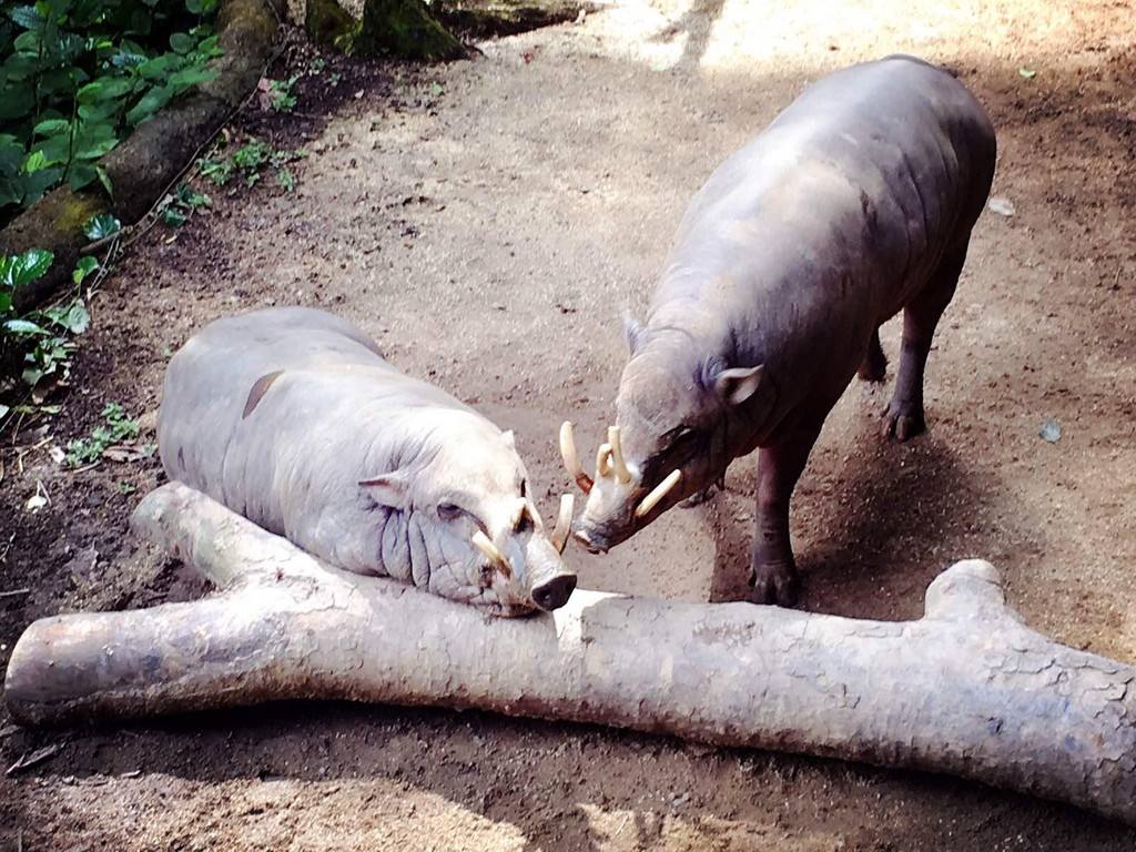 猴杯讲述了什么,猴杯故事梗概