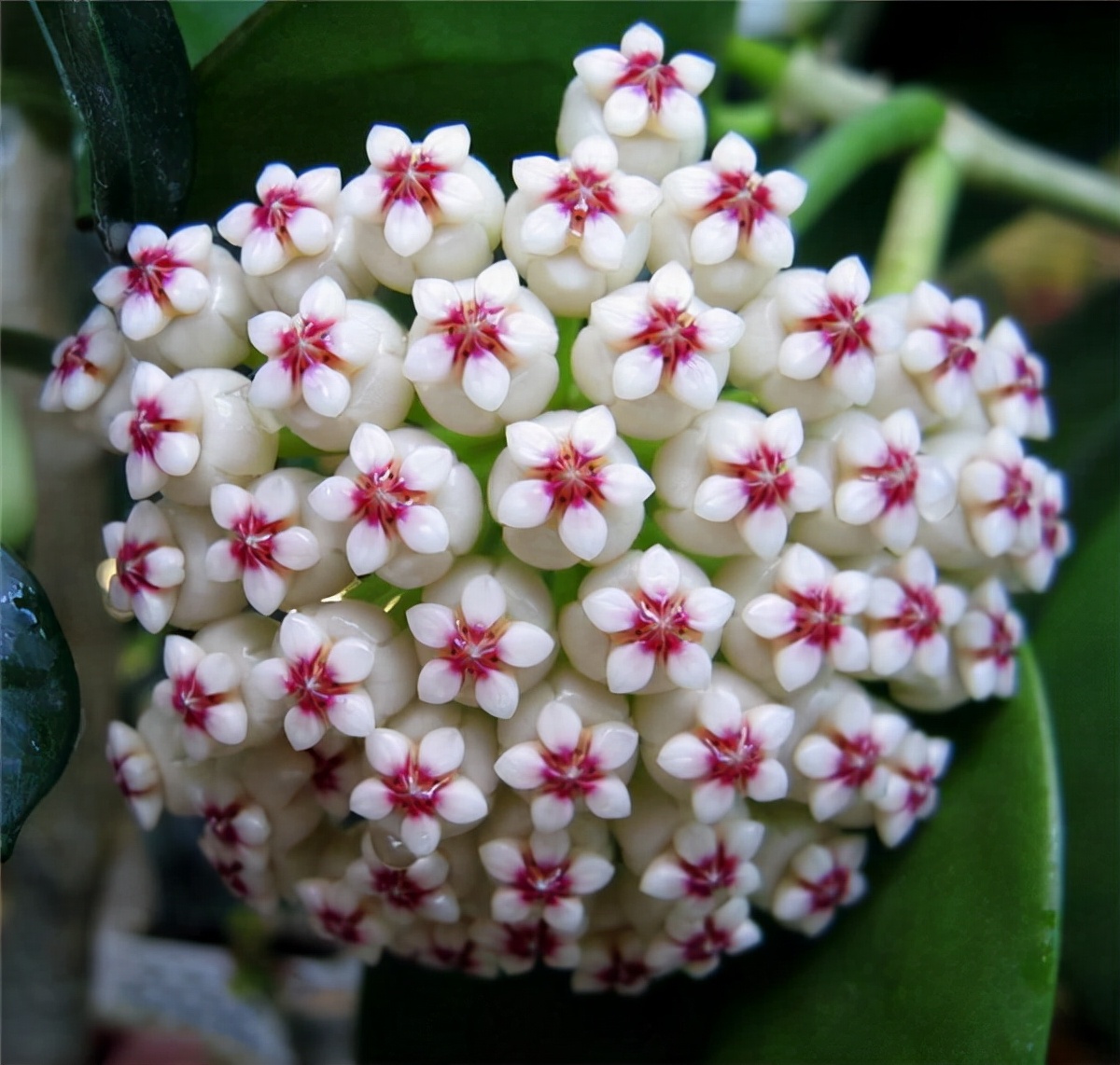 球兰生长缓慢打出花苞后不动了,球兰花快速生长