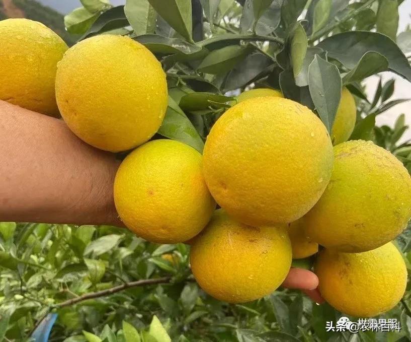 10月22日，金秋砂糖橘、皇帝柑、爱媛、南丰蜜橘价格行情分享