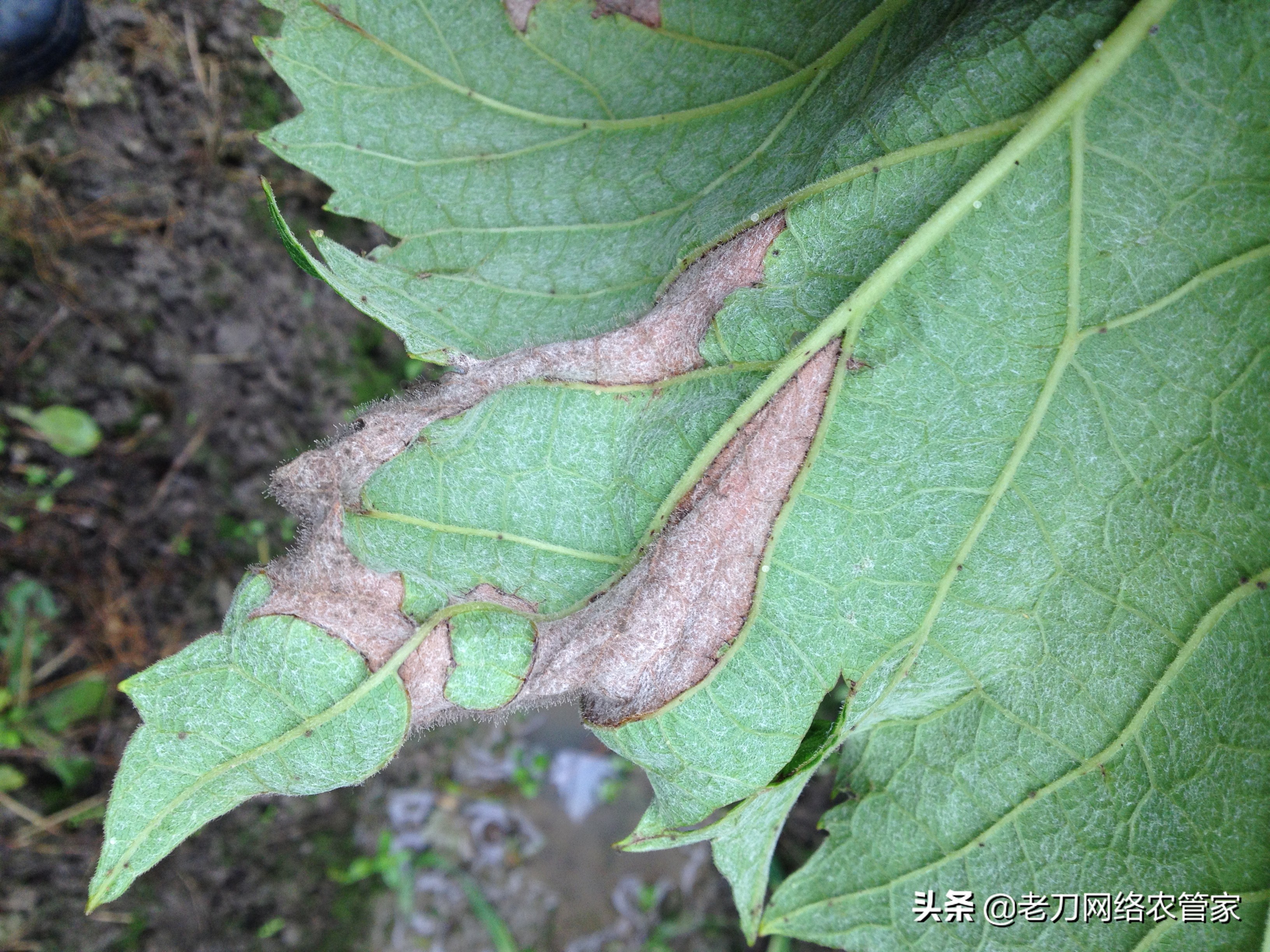 灰风暴葡萄灰霉病,霜霉病灰霉病什么情况易发生