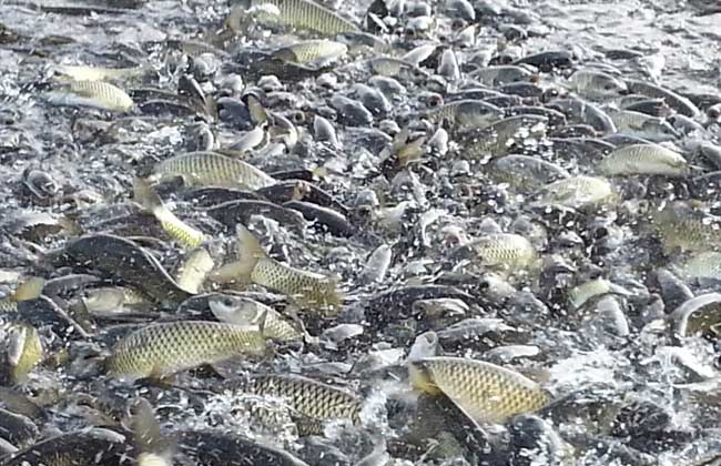 4月份鱼塘钓草鱼怎么钓最快,鱼塘里的草鱼总是钓不到是啥原因