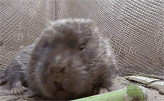 老鼠怎么那么可恶,大家说老鼠可怜吗