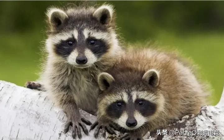 灵魂莲华锤石蠢狸猫,你的调皮小可爱已上线图片