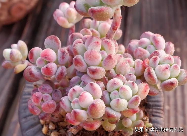 都说多肉漫画汤姆很娇气，我偏偏就不信，夏天也要丢在外面全露养