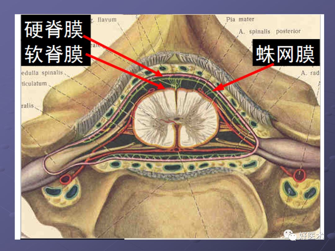 脊柱mri有哪些特点,乳腺疾病的mri诊断及鉴别