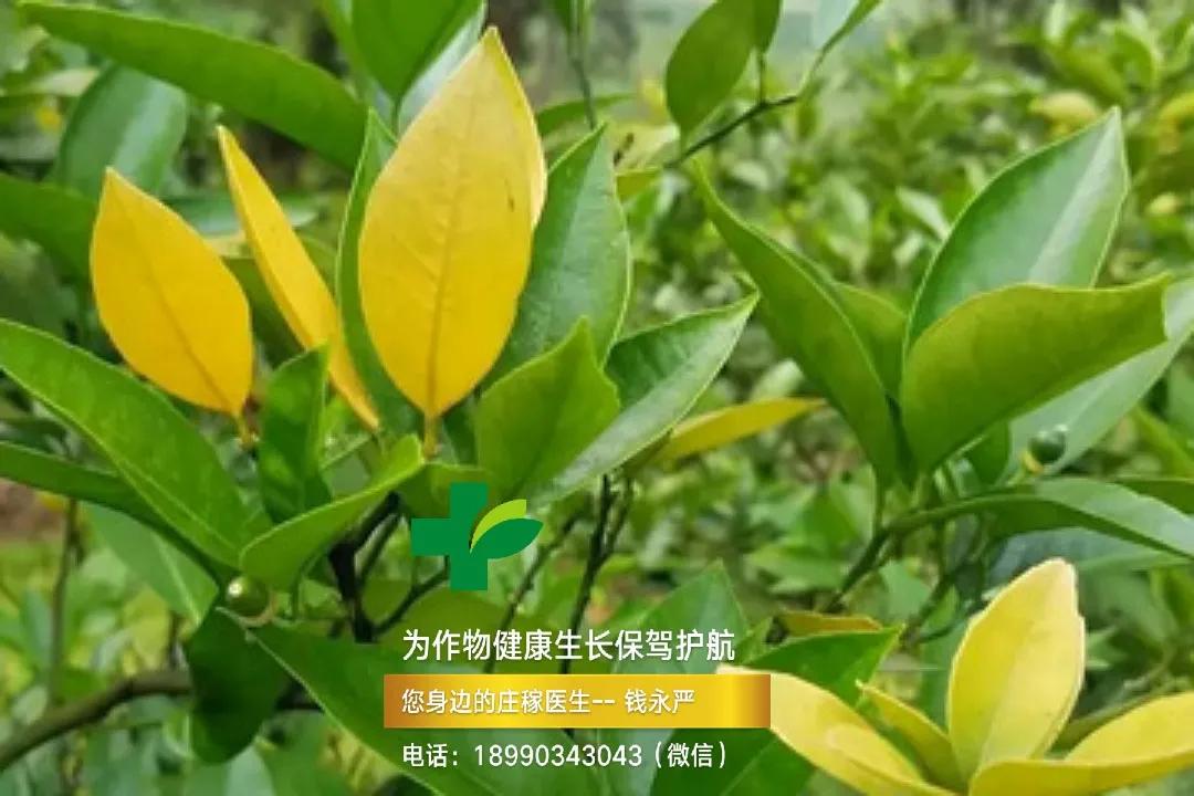 柑橘缺钙生理病害 (柑橘缺钙症状视频)