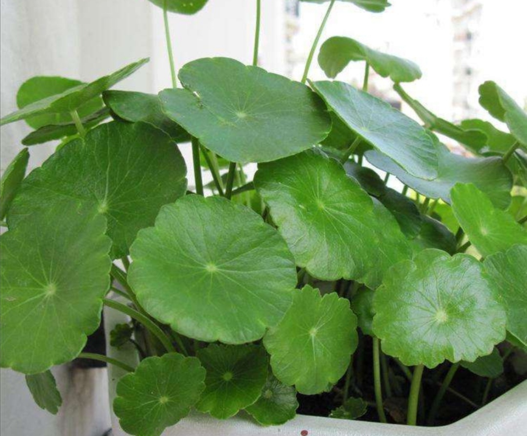 养铜钱草要怎么养才会很茂盛,养铜钱草诀窍很简单