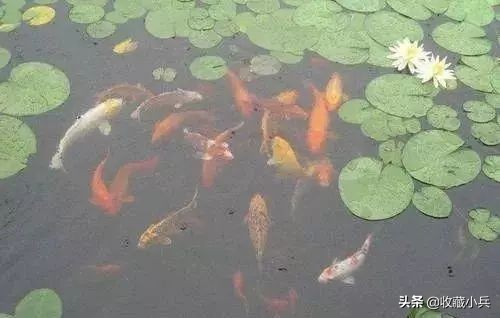 养锦鲤十大忌讳鱼池,养锦鲤最忌讳8件事