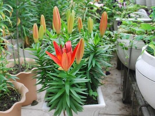 百合花花谢后可以挖出来移栽吗,百合花花谢了还会二次开花吗