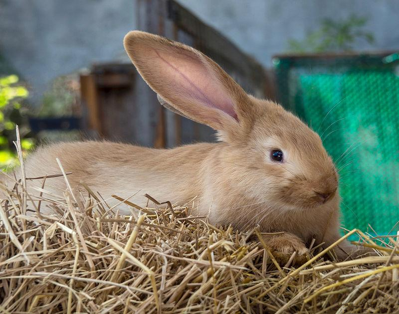 养兔技术兔用粗饲料选择方法,养兔技术肉兔的育肥关键技术