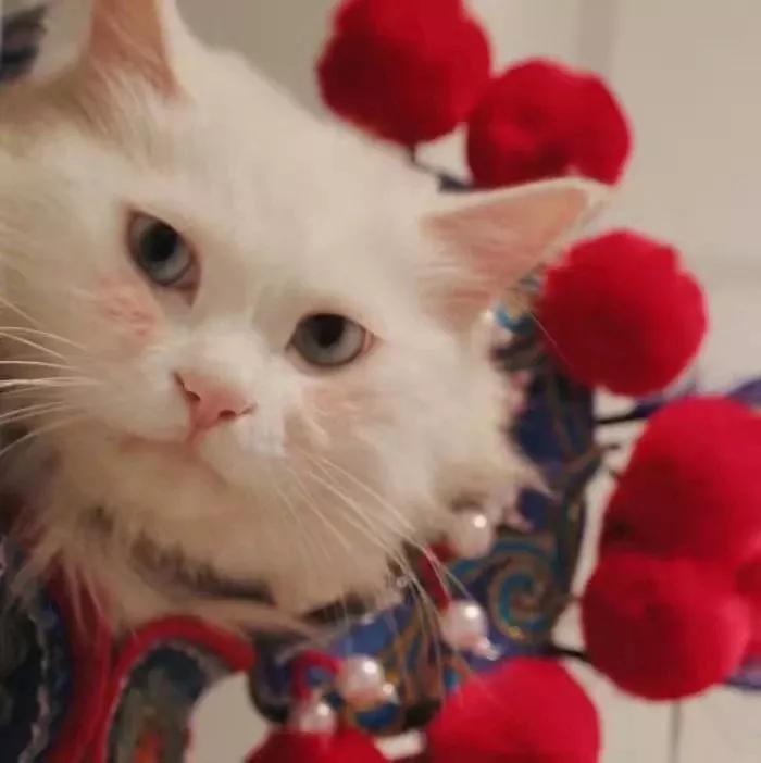 情人节文案甜甜的恋爱,情人节送女朋友甜甜的句子