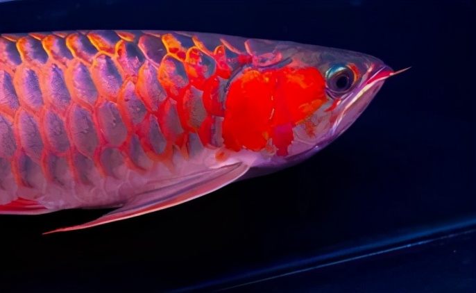 龙鱼疾病治疗视频,龙鱼常见病100种