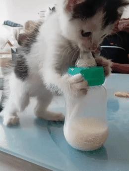 小猫喝奶的时候母猫在干嘛,猫咪着急给小猫喂奶