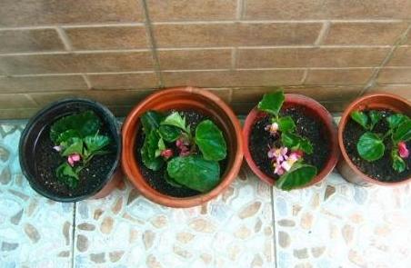 四季海棠养殖方法和扦插最佳时间,四季海棠扦插生根后多久可以移栽