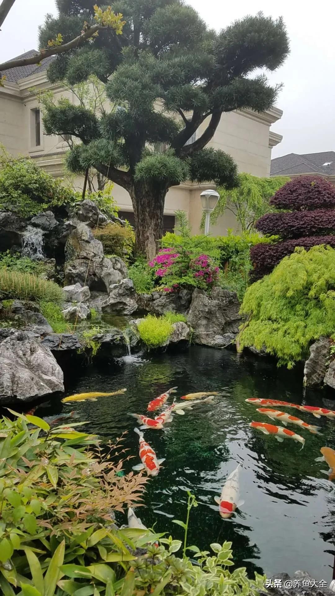 锦鲤喂多了会出现什么情况,锦鲤不养了怎么处理掉